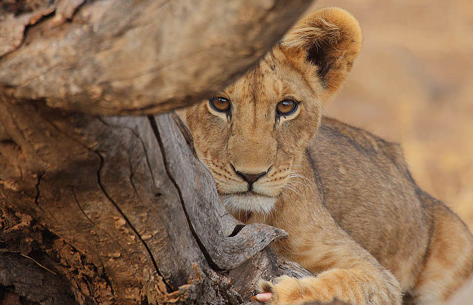 Why HubSpot's Lion Sales Bootcamp and What it Taught Me