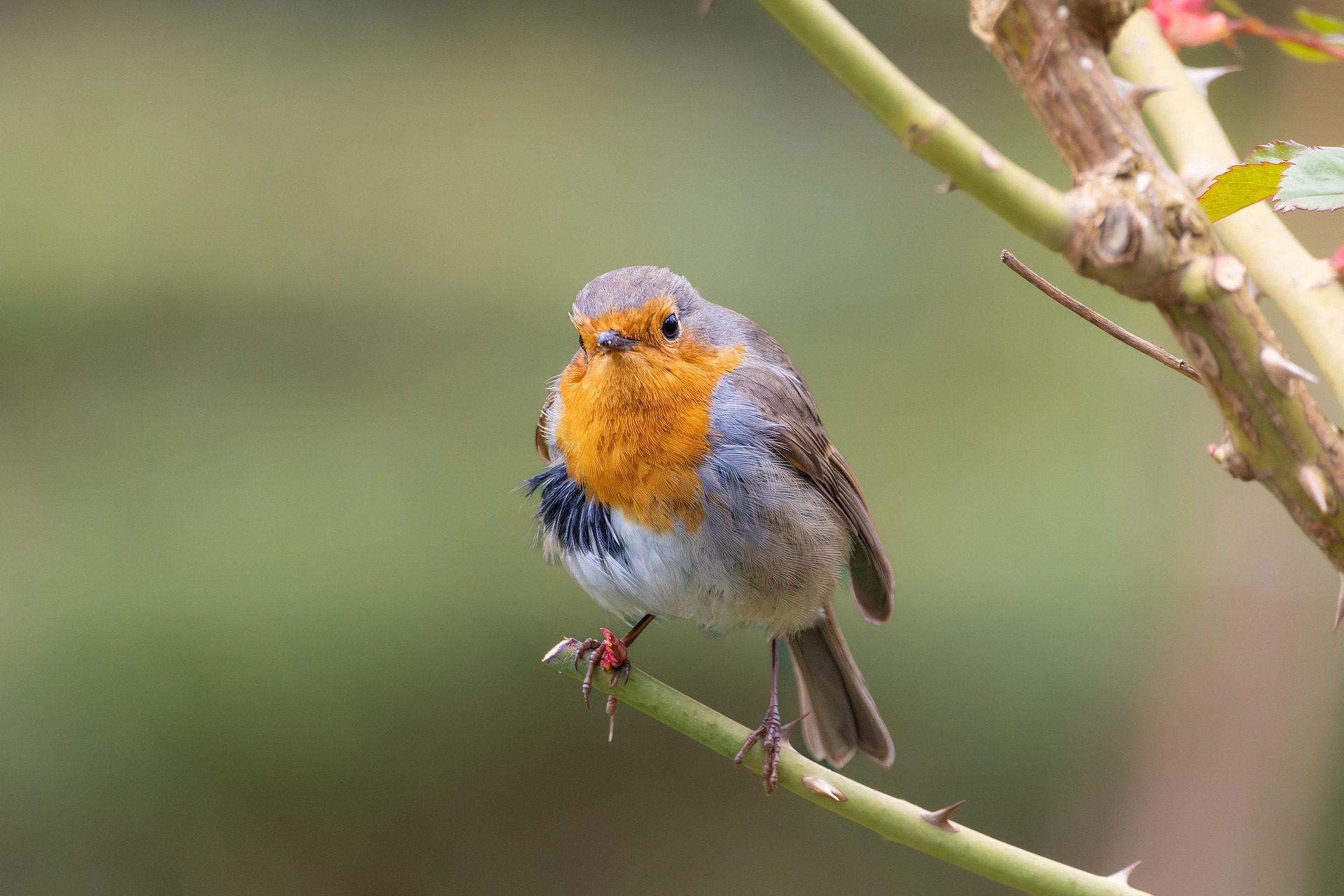 bird