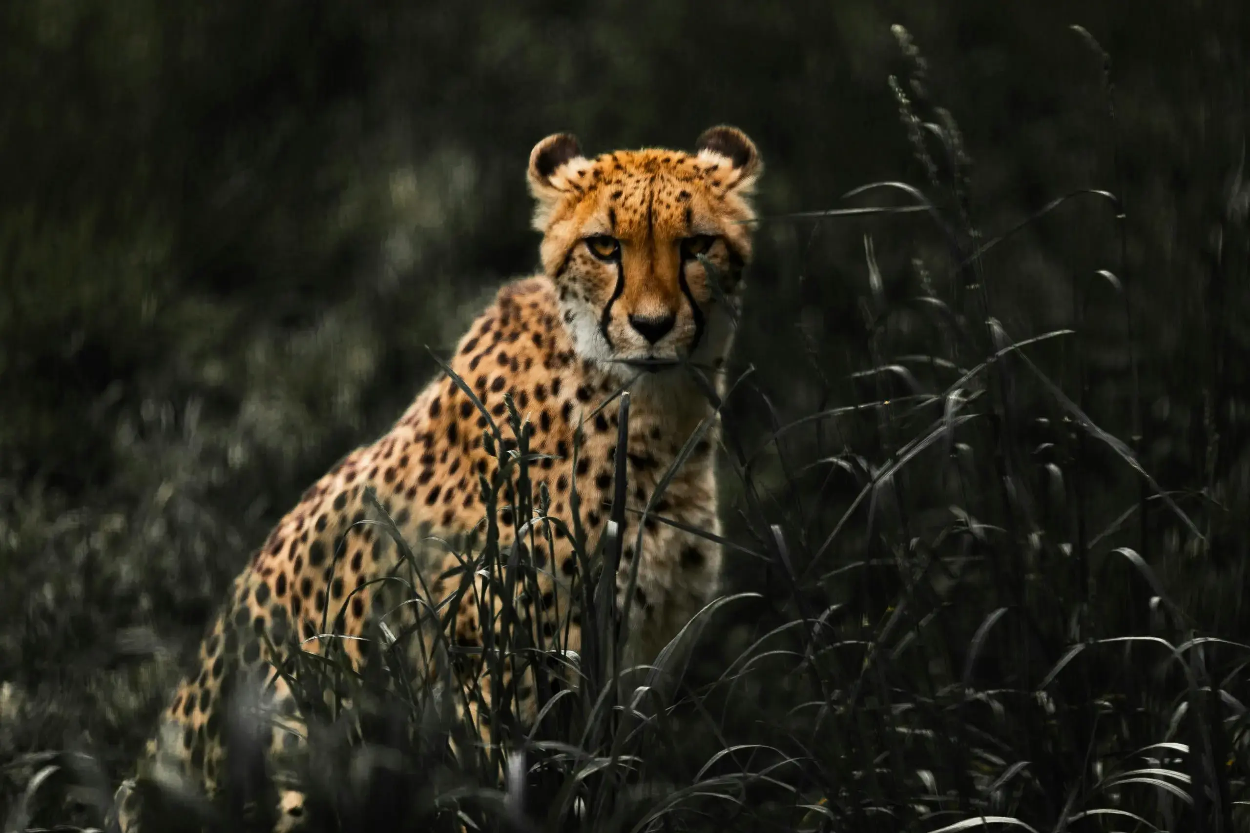 Wildlife Image