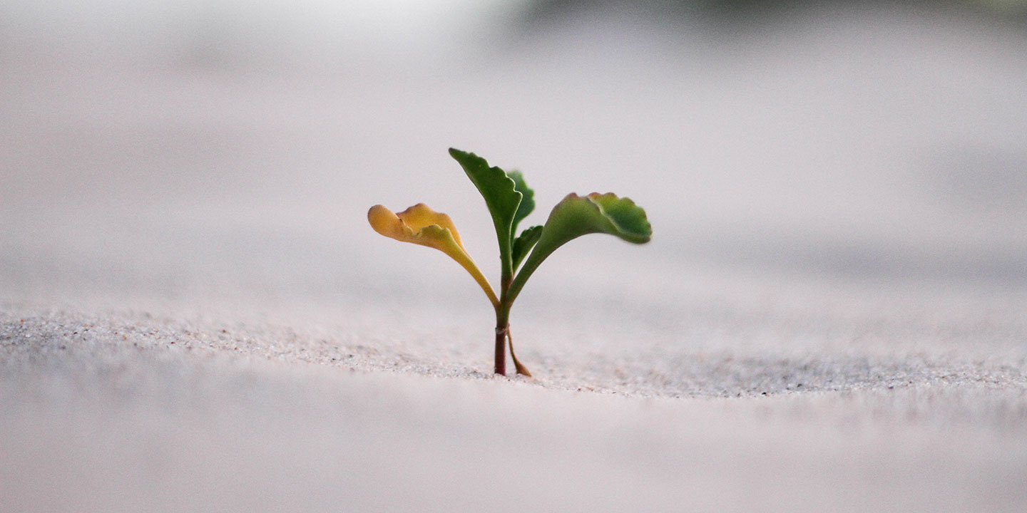 How to Grow Your Business and Generate a Stable Cash Flow.